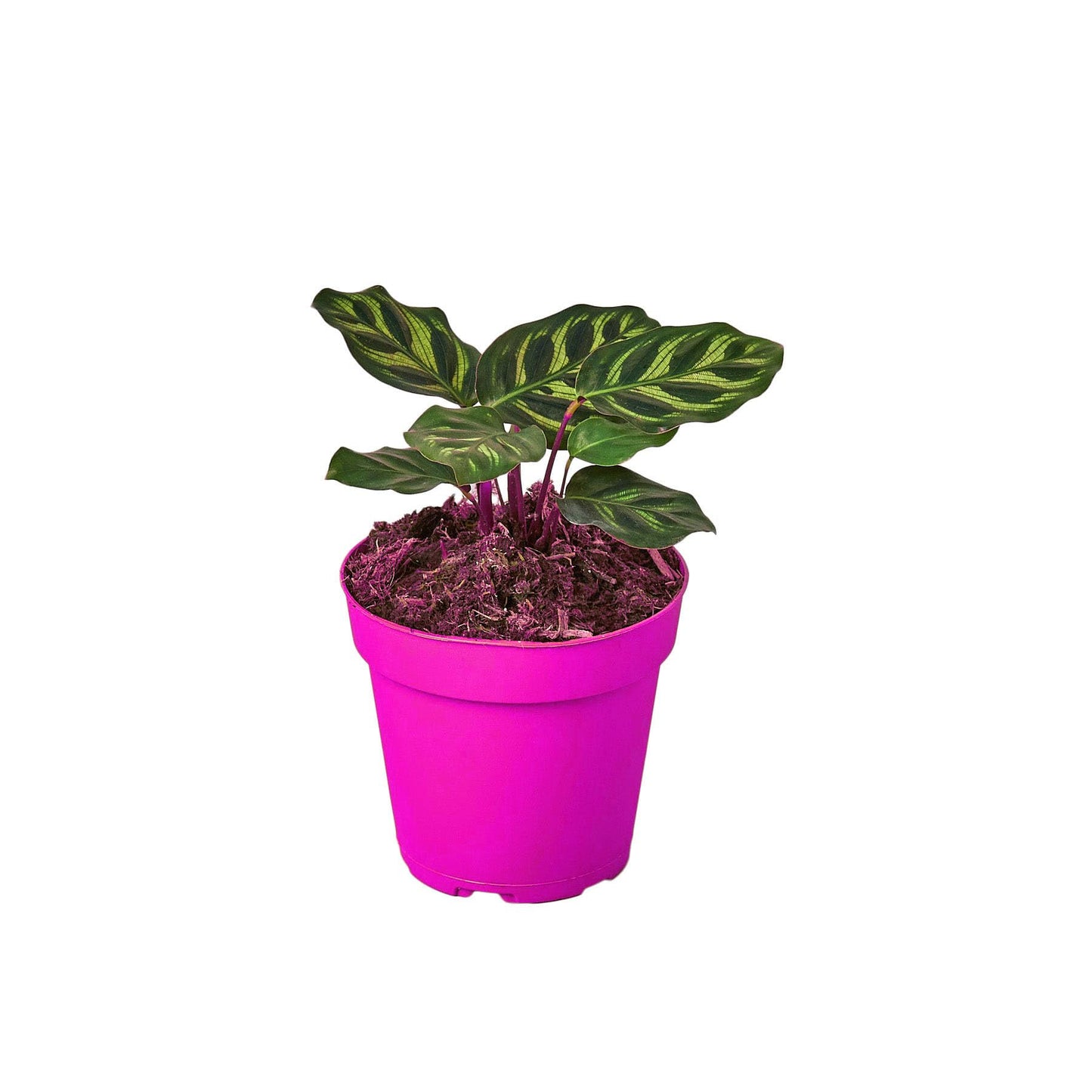 7 Pack Calathea 'Makoyana' in 4in Pot - Live Tropical Houseplant - Easy to Grow | Air Purifying | Pet Friendly | Variegated | USA Growers | The Snobby Leaf
