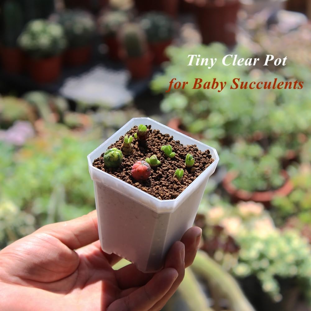 BangQiao 120 Pack Small 2.70 Inch Clear Plastic Square Nursery and Seedling Pot Container, Seed Starting Transplant Planter with Drain Hole for Germination