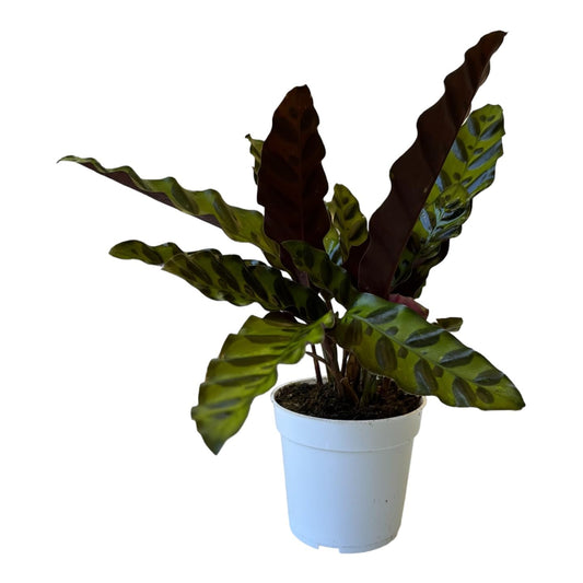 Rattlesnake Calathea Live Plant, House Plant, Ideal for Home Decor and Room Decor - Rattlesnake for Indoor Plants, Calathea Lancifolia Prayer Plant by Hopewind Plants Shop