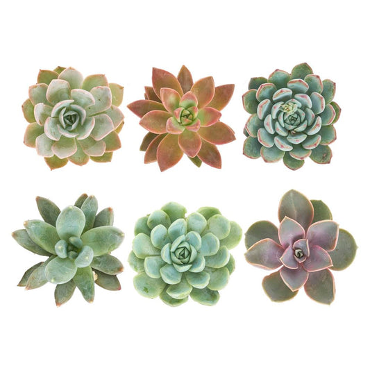 Shop Succulents Rosette Succulent Plant Pack Collection - Live Mini Succulent Plants, Low Maintenance, Floral Shaped Mix of Colors & Textures - Wedding and Party Favors, Gift & Garden, Pack of 6