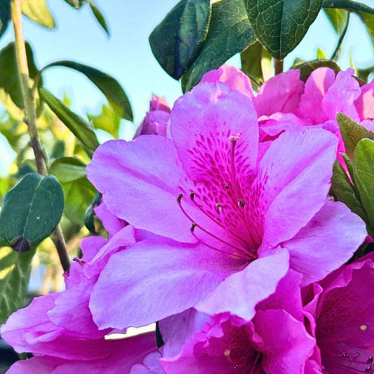 Azalea Pink Ruffle, 3 Gallon, Live Compact Reblooming Evergreen Shrub, Part Sun, Pink Flowers