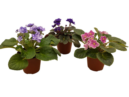 Generic African Violets, 3 Pack, 4-Inch Pots, Assorted Colors, Home/Office Decor