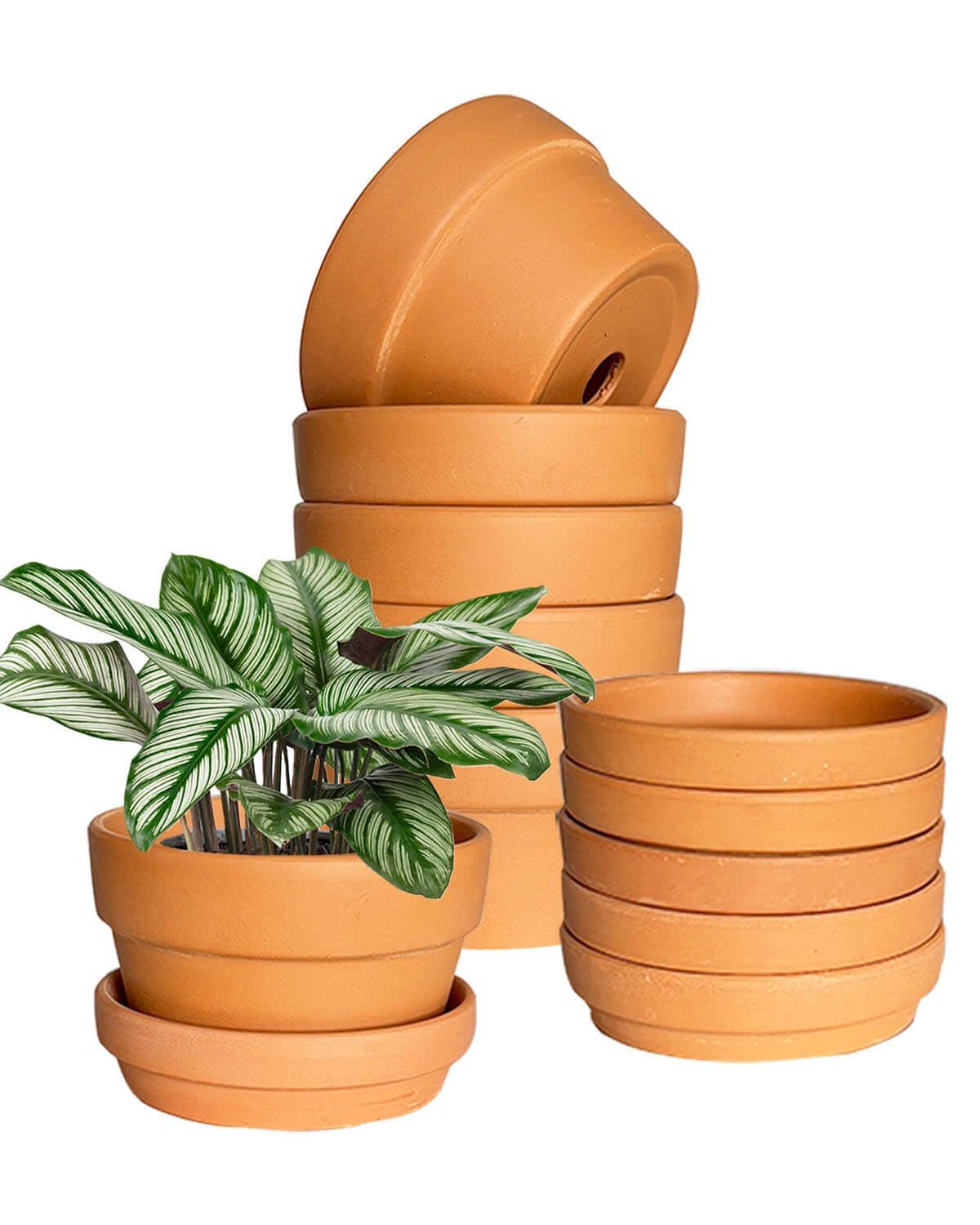5.1 Inch Shallow Terracotta Plant Pots - 6 Pack Medium Clay Flowerpot with Drainage Hole, Terra Cotta Succulent Pot for Indoor Outdoor Plants