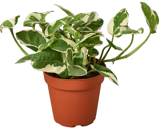 Pothos N'Joy Live Plant - Epipremnum aureum 'n'joy' - Variegated Devil's Ivy - Air Purifying Houseplant - Perfect Live Plant Gift - CA Seller (4" Nursery Pot)