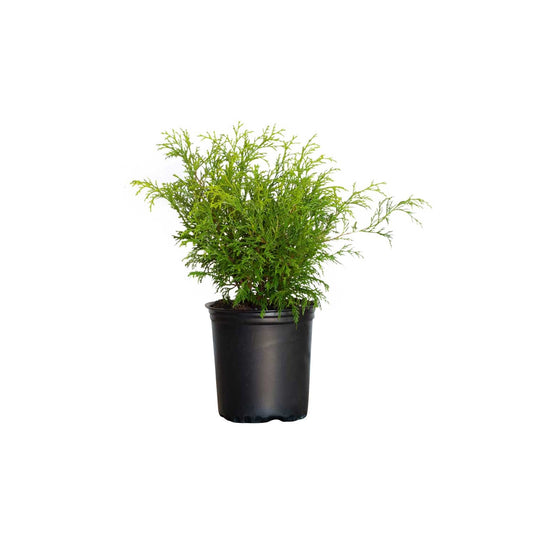 Gold Mop Threadleaf False Cypress (2.5 Quart) Weeping Evergreen Shrub with Yellow Foliage - Japanese Chamaecyparis Pisifera