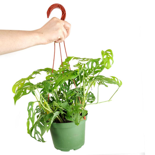 Monstera Adansonii 'Swiss Cheese' (6 inch) - Air-Purifying Houseplants - 4/6 inch Unique Live Decorative Houseplants - Low-Maintenance Indoor Plants, House Warming Gift, Natural Air Purifier