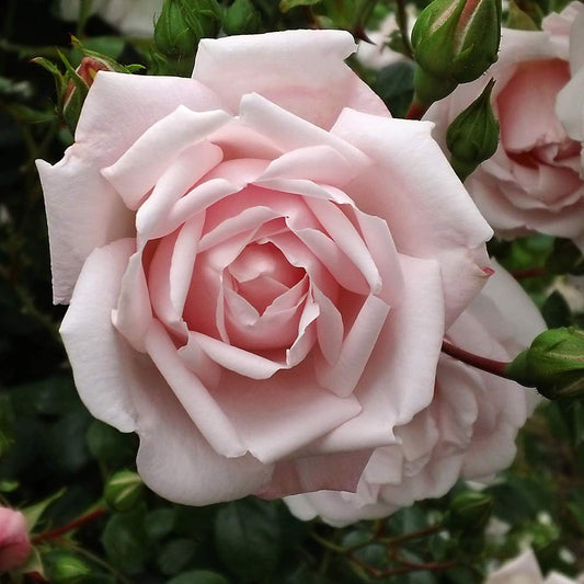 Heirloom Climbing Roses, Live Own Root Plant for Outdoor Garden, New Dawn™, Very Fragrant, Hardiness Zones 4-10, Repeat Blooming