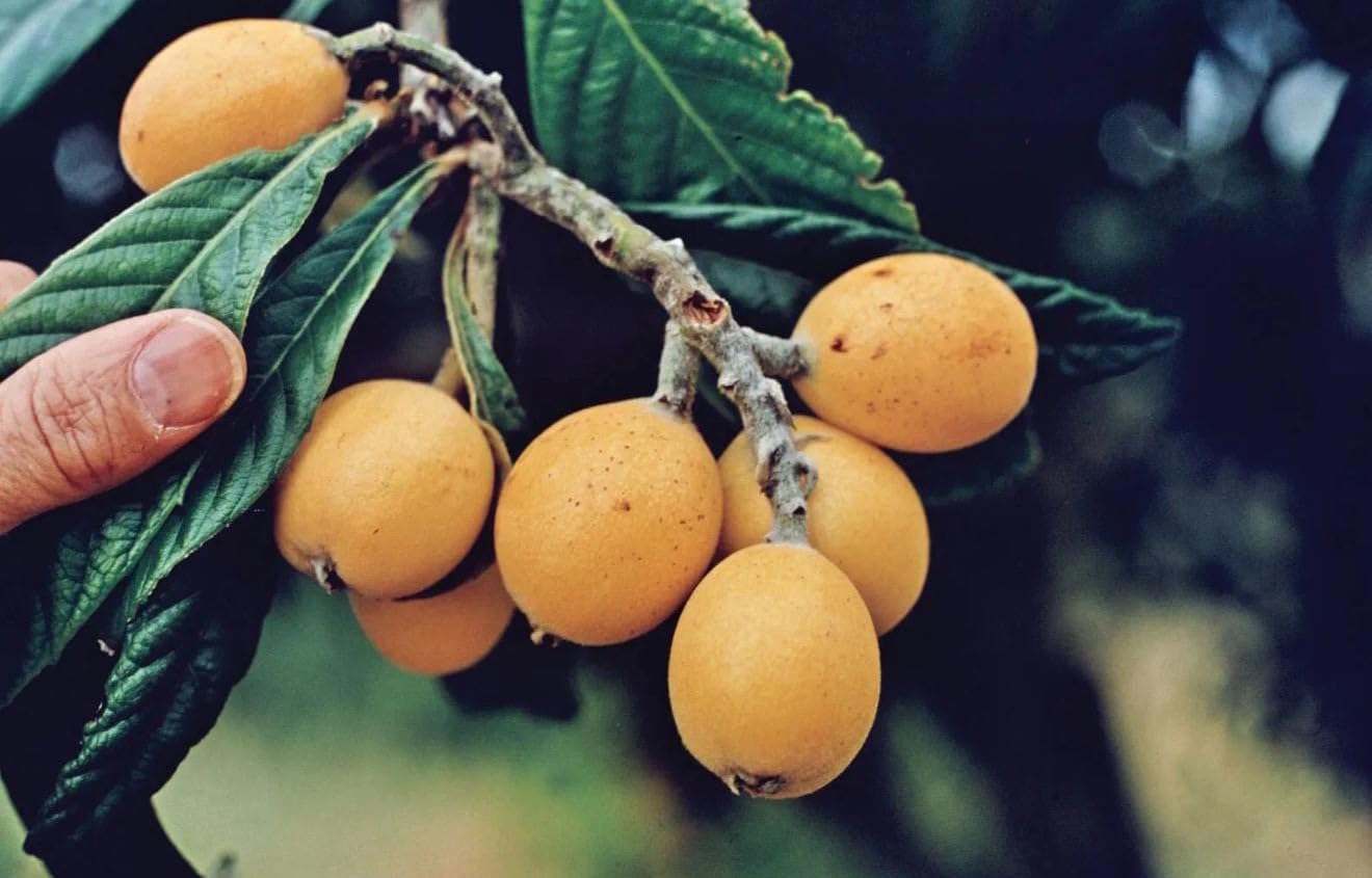 Loquat(Eriobotrya Japonica) Nispero Japones Live Tree(Japanese Plum) Plant (1-2ft)