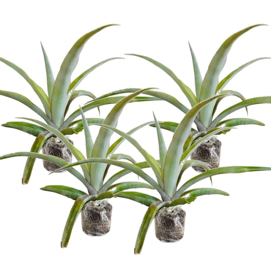 4 White Jade Pineapple Fruit Trees Live Plants, Pineapple Seedlings for Backyard Gardening, Pineapple Plants Live
