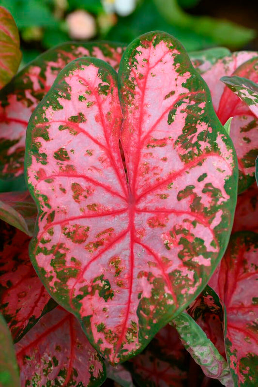 6 Gingerland Caladium Bulbs for Planting - Perennial Hosta, Elephant Ears, Fancy (6 Bulbs)