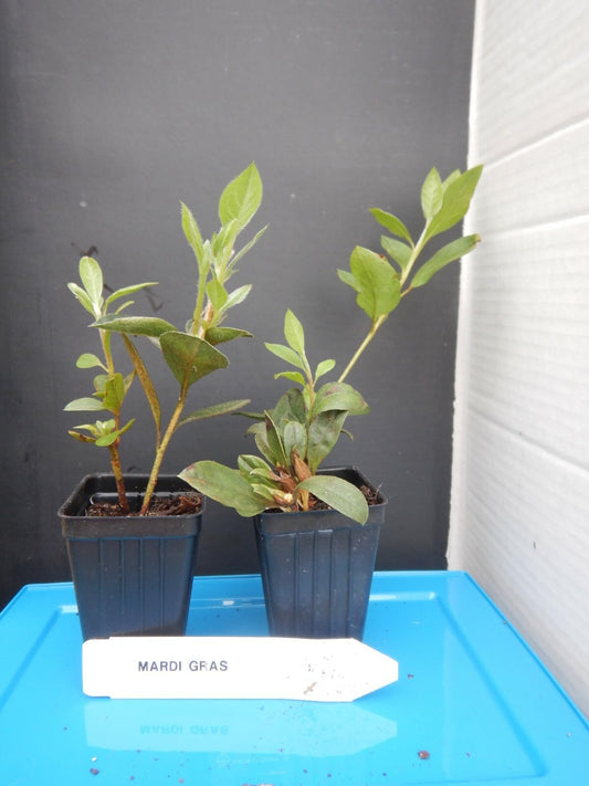 Live Plant - Mardi GRAS Azalea Rhododendron Deciduous Starter Plant RED & White BI-Color
