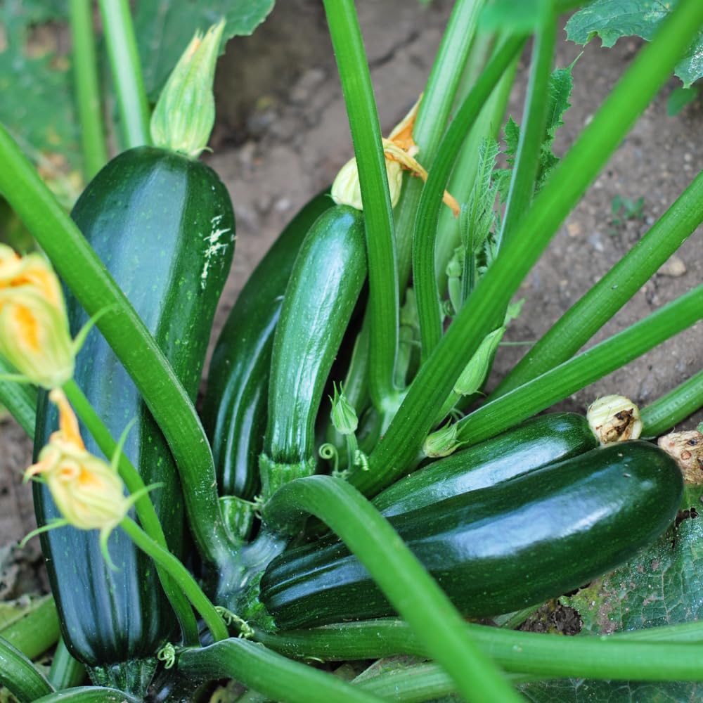 2 Squash Plants, Green Squash Zucchini Plant Live in Pot, Live Green Squash Plant, Live Squash Seedlings, Squash Zucchini Plant Live for Planting Outdoor Garden, Live Zucchini Plant Vegetable Squash