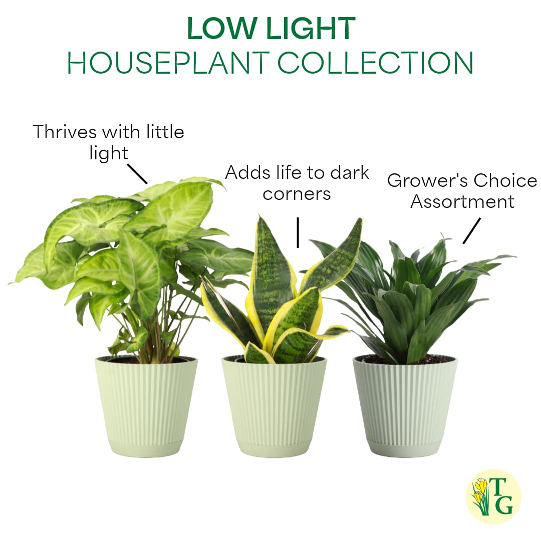 Thorsen's Greenhouse Live Low Light Houseplants (3 Pack), Easy to Grow Indoor Plants, Grower's Choice Bundle, 4-inch Diameter Established Plants, Decorative Sage Ruffled Pot (3-Pack)