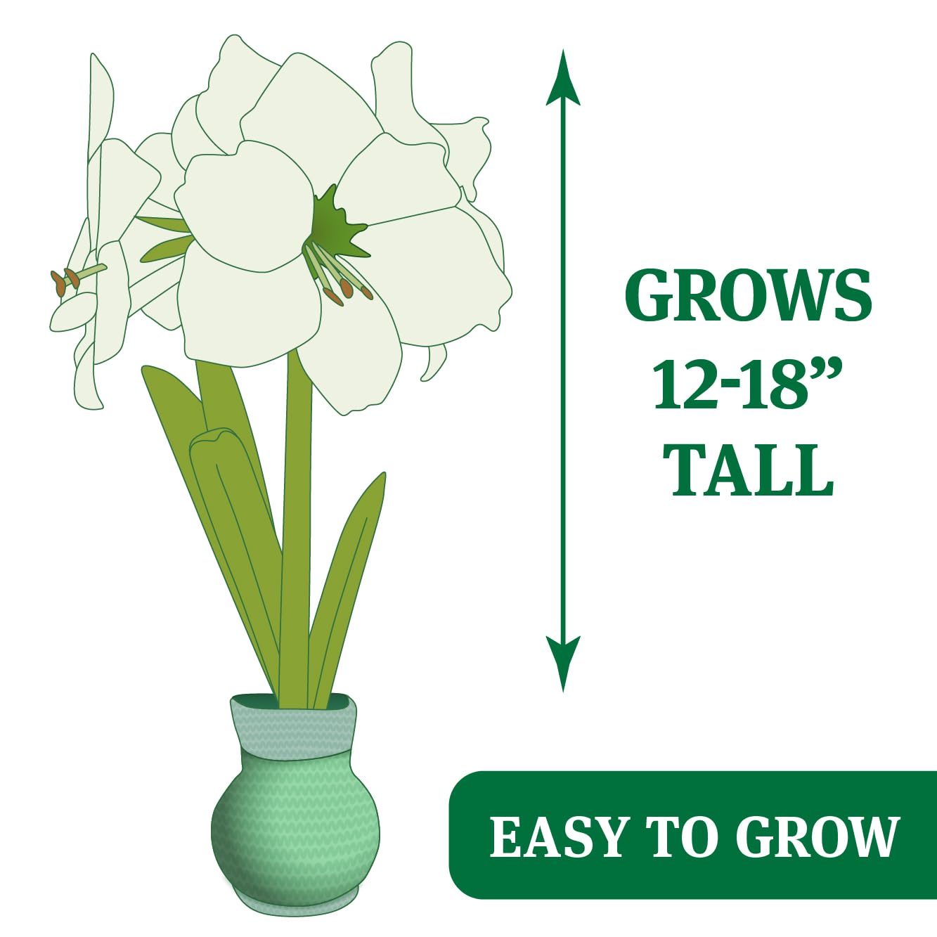Let Love Grow Sweater Amaryllis Flower Bulb with Stand, No Water Needed, Gift Ready