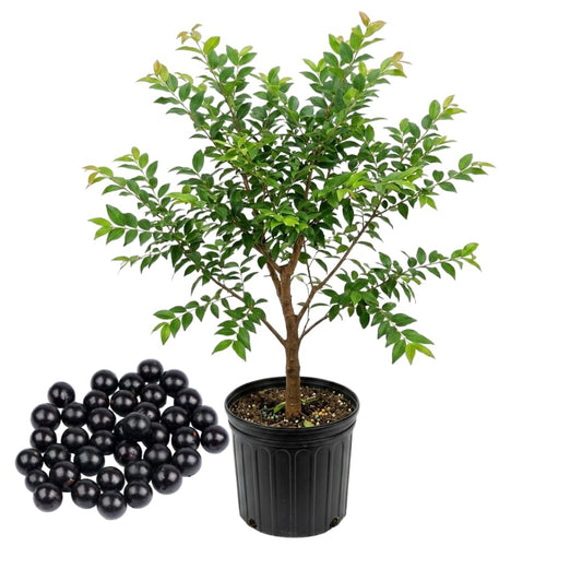 Jaboticaba Tree Live Plant | Jabuticaba Plant for Planting | 2.5–3 Ft Live Potted Tropical Fruit | Compact Sweet Berry Tree for Gardens Balconies & Yards | No Ship to CA,HI,AK