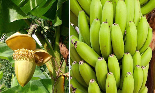Live Plant - Basjoo Banana Tree Cold Hardy Musa Live Banana Tree-Small Rooted Starter Plant
