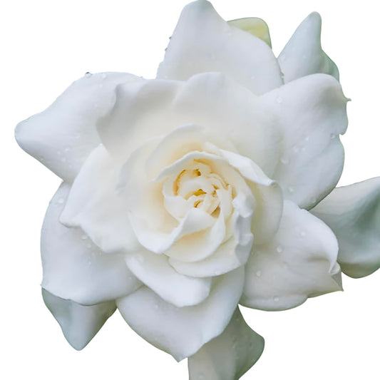 Dwarf Gardenia Plant with Double White Blooms, Compact Evergreen Shrub, 1-2 Feet Tall, Indoor Outdoor Garden Flowering Bush (Liner/Starter)