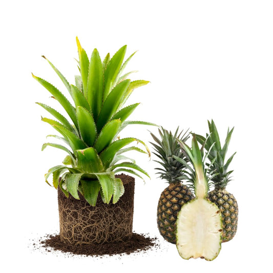 Set 2 Pineapple Plants Live, Sweet Pineapple Shrubs, Tropical Fruit, 4 to 8 Inch Tall for Planting Outdoor (White Jade)
