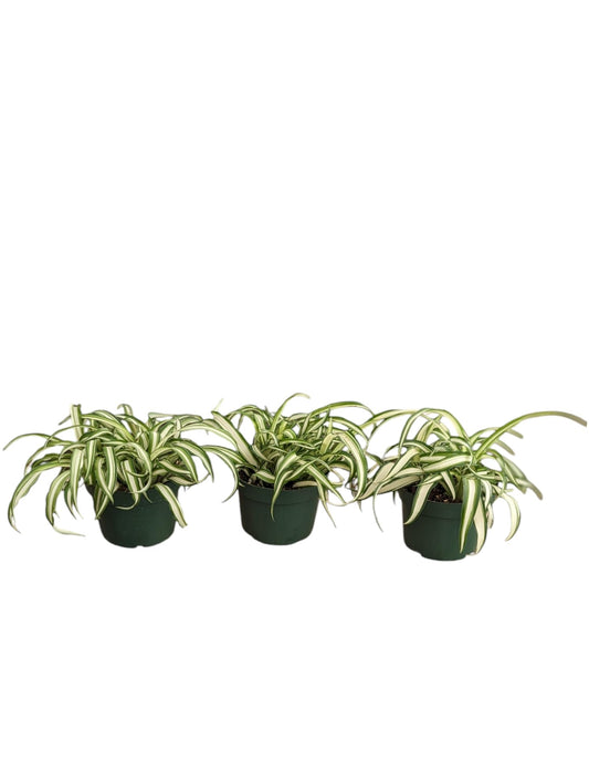 Spider Plant Live Indoor Plants, 4 Inch Pots, Set of 3, Bonnie Curly Variety