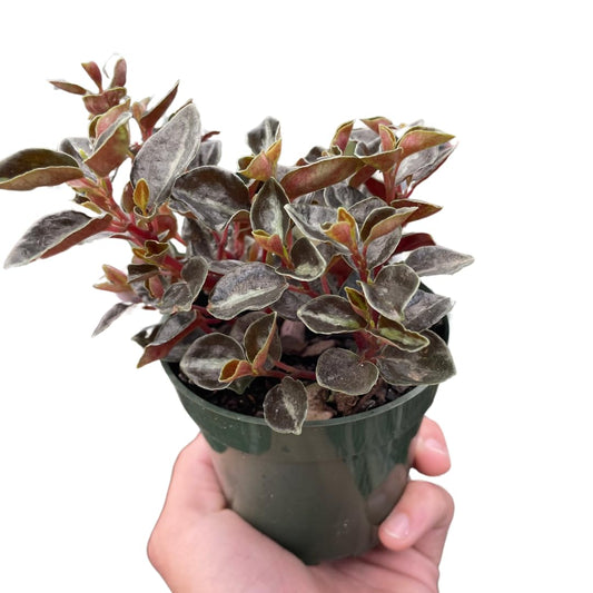 Peperomia 'Metallica' | Live Plant for Indoor & Outdoor | for Living Room, Office, Bathroom | (4" Pot)