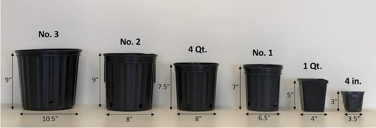 Perennial Farm Marketplace Helleborus x Frostkiss® Elemental® (Lenten Rose) Live Perennial, Size-#1 Container, Pink Late Winter to Spring Flowers with Marbled Evergreen Foliage, Deer Resistant