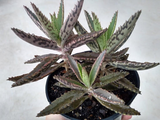 Mothers of Thousands Kalanchoe Live Plant 3" to 5" Tall Starter, Kalanchoe Succulent