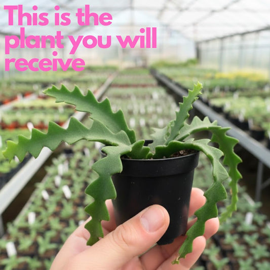 Fishbone Cactus Live Plant in 4 Inch Pot | Eye-Catching RIC Rac Foliage | Beginner-Friendly Indoor Houseplant for Décor | Unique Gift for Plant Enthusiasts