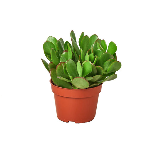 Succulent Crassula 'Jade' | Live Plant for Indoor & Outdoor | for Living Room, Office, Bathroom | (3" Pot)