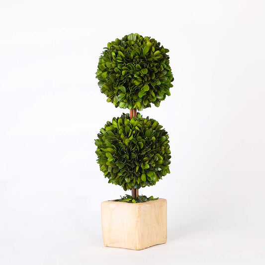Real Preserved Boxwood Evergreen Potted Tree Globe Tree Topiary in Terracotta Planter, Home Hotel Office Decor Farmhouse (Double Balls Topiary, 12 inches high)