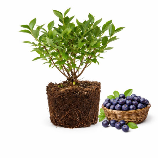 Small Huckleberry Live Plants, 3-4 Inch Tall Bare Root Seedlings, Vaccinium Native Berry Shrub, Edible Fruit Bearing Plant for Landscapes