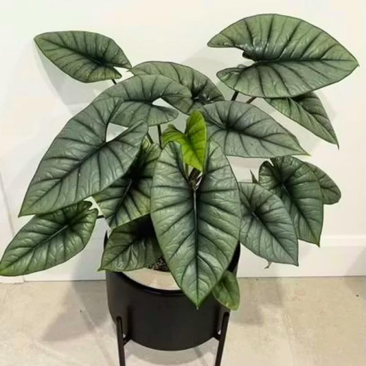 Alocasia Live Plant, Tropical Plant for Gift or Home Office Decor, Air Purifying, Rare Alocasia Plant Indoor from 2 to 4 Inches Tall (Silver)