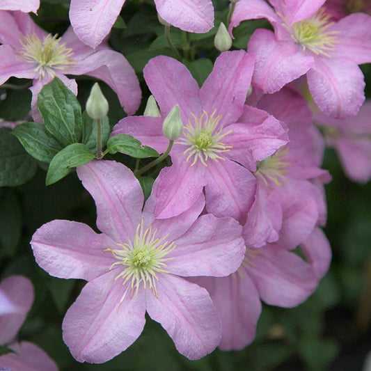 Clematis Comtesse de Bouchard - Live Plant in a 4 Inch Growers Pot - Clematis 'Comtesse de Bouchard' - Starter Plants Ready for The Garden - Beautiful Pink Bloom Flowering Vine