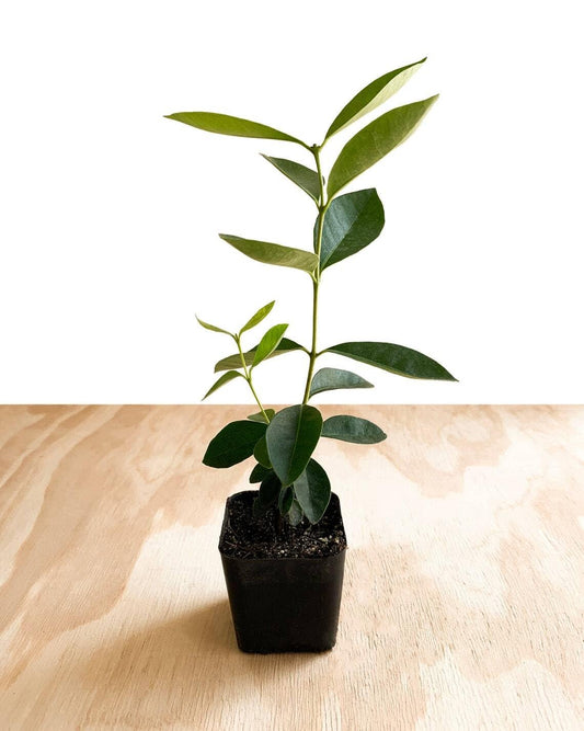 Live Plant - Strawberry Guava Tree/Shrub (Cattley Guava) - 6-12" Tall Live Plant - 2" Pot