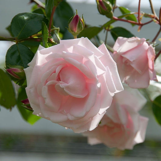 Live Plant - New Dawn Pink Climbing Rose - Live Plant - (1 Qt) - Repeat Blooms