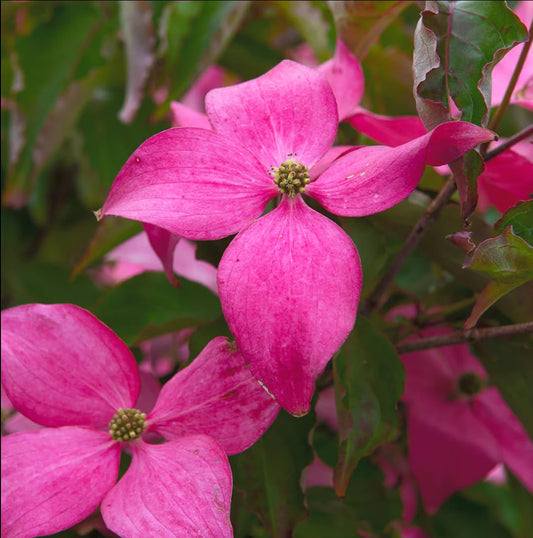 Pink Flowering Dogwood Tree - Live Plant - 2-3 feet Tall Seedling - 3x6'' Pot - Ships Potted - Cornus Florida VAR. rubra