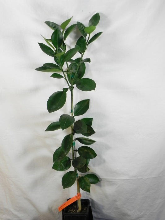 Live Plant - Robertson Navel Orange Tree - Semi-Dwarf - 18-36" Tall Live Citrus Plant, Potted