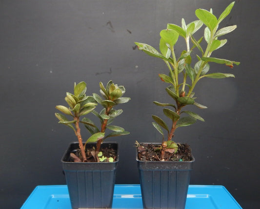 Live Plant - Encore Autumn Sunburstazalea Deciduous Well Rooted Starter Plant