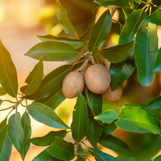 5Pcs Sapote Seeds for Planting, Tropical Sapodilla Seeds to Grow