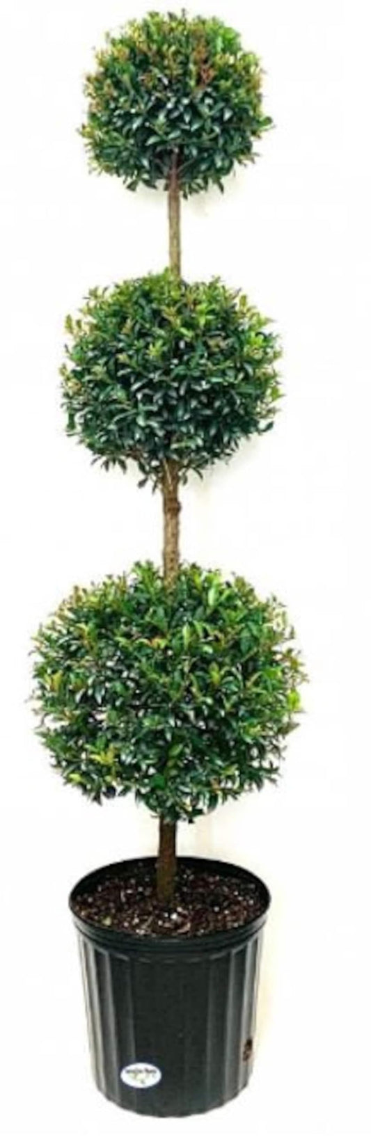 RedCrocus - RedCrocus Dwarf Brush Cherry Eugenia m. 'Globulus' 3 Ball Standard Evergreen Shrub, Perfect for Gardens & Containers, Floral Spring Blooms, Pet Warning 12" Pot