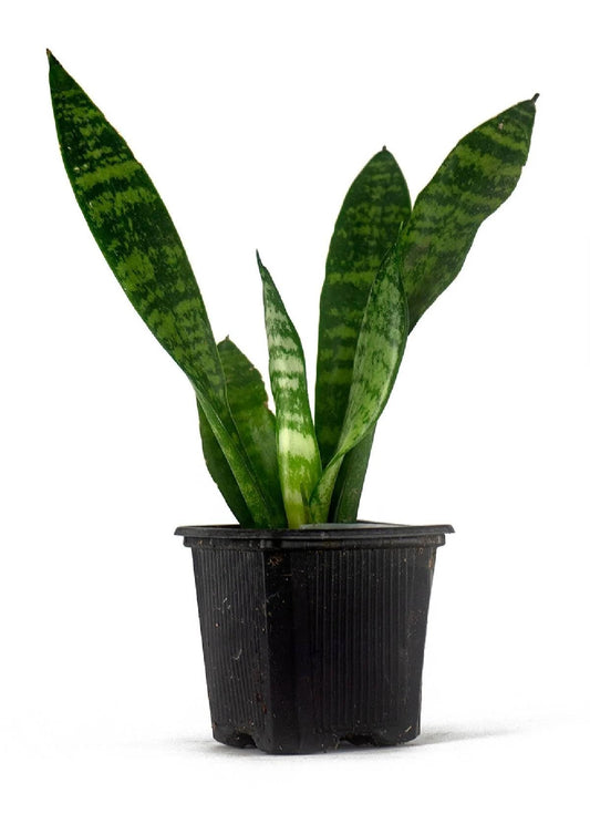 Josh's Frogs Sansevieria spp. 'Snake Plant' - Grower's Choice (2" Pot)