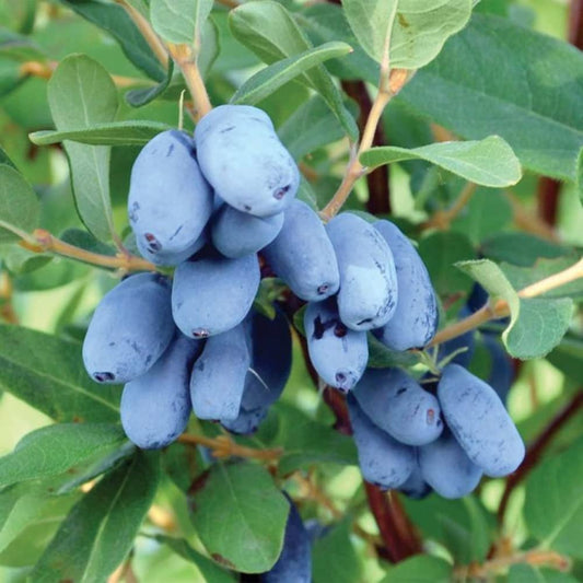 Haskap Live Plant, Sweet Fruit Berry Starter Plant, 4-6" Tall Honeyberry Plants, Haskap Fruit Plants for Outdoor Garden