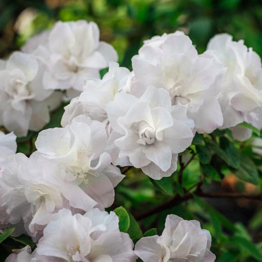 Live Plant - Hardy Gardenia Azalea Rhododendron Deciduous Starter Plant Double White Blooms