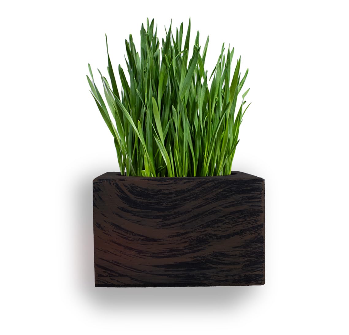 Cali Kiwi Pros Cat Grass for Indoor Cats – Organic Grass Kit with Interactive Flippy Fish Toy (Wicker Brown)