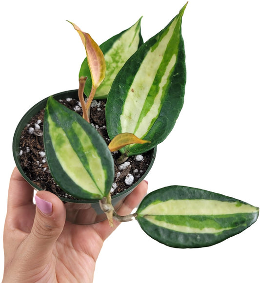 Hoya Pot of Gold - Inner Variegated Hoya Latifolia FKA Macrophylla Inner Variegated - Available in 3.5", 4.5" Pot & 6" Pot - Hoya Plants Live Houseplants (1 Small Plant, 3.5" Pot)