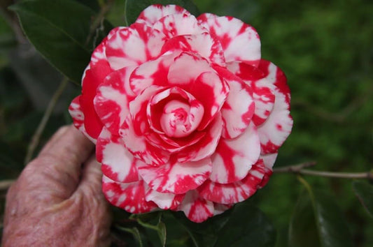 Live Plant - Terry Gilley Unique Bloom Camellia Japonica-Live Starter Plant