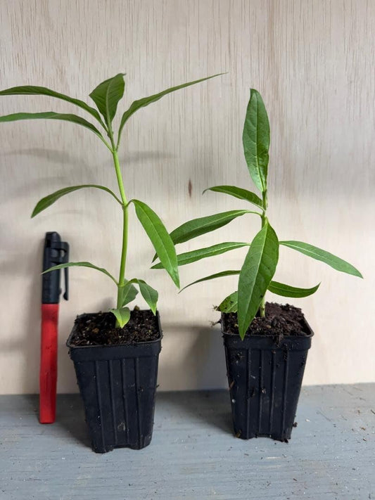 Live Plant - Yellow Milkweed Asclepias Curassavica Small Starter Plant Butterfly Plant!