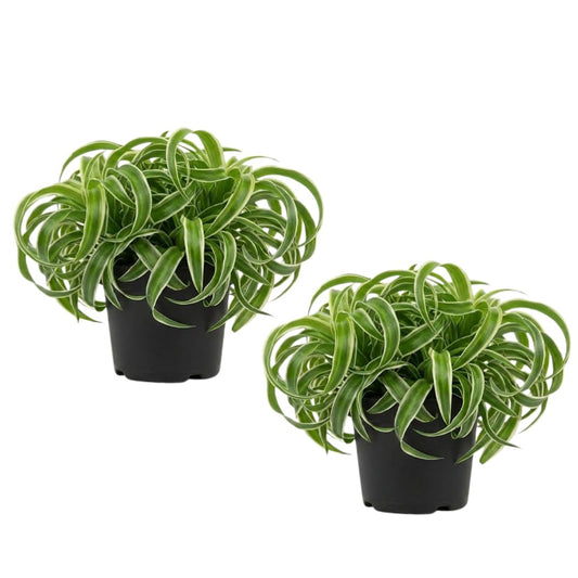 2 Curly Spider Plant Live in 4 Inch Pot, Live Spider Plants Indoor, Air-Purifying, Low Maintenance, Perfect for Home and Office Décor, Easy Care Starter Plants