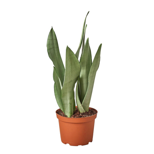 Snake Plant Moonshine | Live Plant for Indoor & Outdoor | for Living Room, Office, Bathroom | (6" Pot)