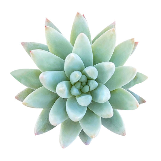 Live Healthy Sedeveria Blue Burrito Succulent - Succulents Plants Live - Fully Rooted in 2 inch Plant Pot - Indoor Rosette Succulents for Home and Office Decoration (2" Plastic Pot)