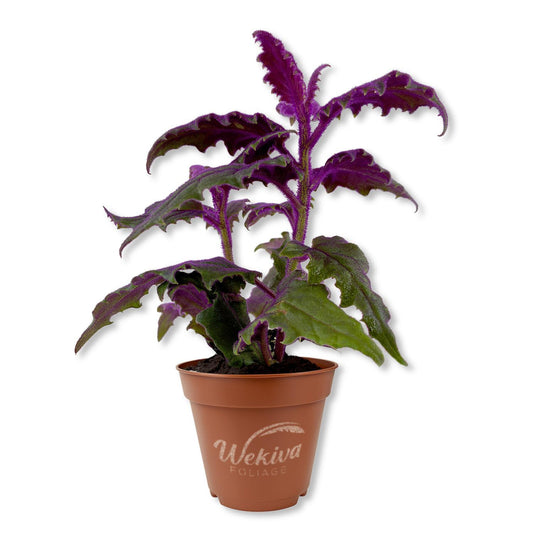 Purple Passion Plant - Royal Velvet - 1 Live Starter Plant - Gynura Aurantica - Beautiful Textured Colorful Foliage Indoor Houseplant